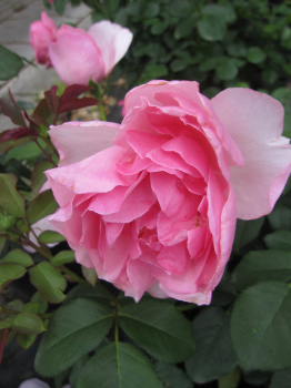 Rosa Eckardt Witzigmann 2